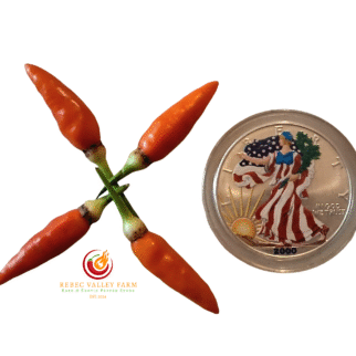 Angkor Sunrise Pepper