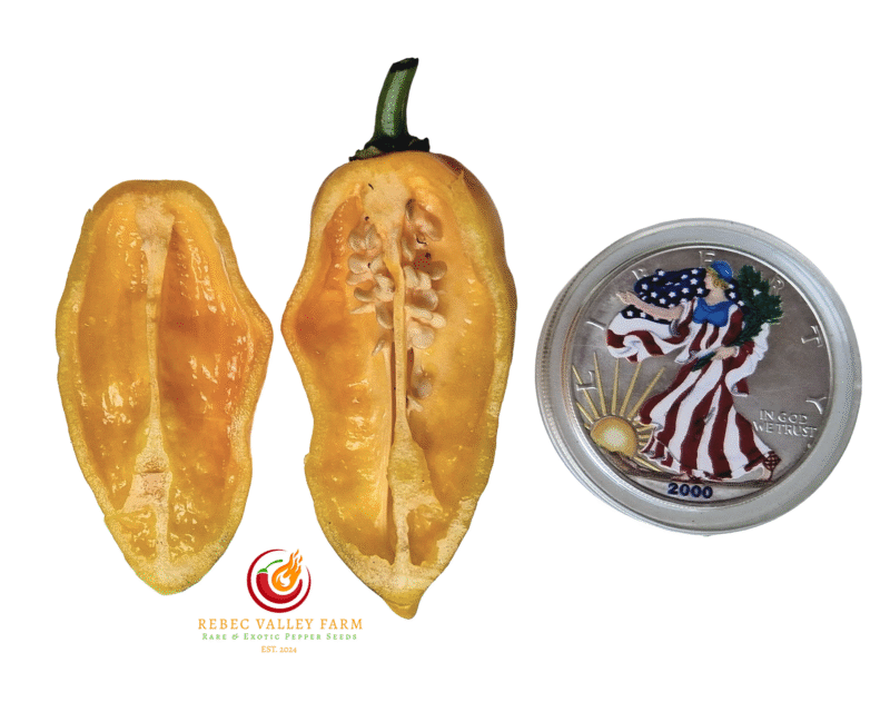 Big Yellow Mama Pepper - Image 2