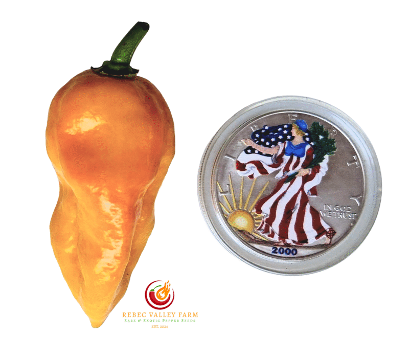 Big Yellow Mama Pepper