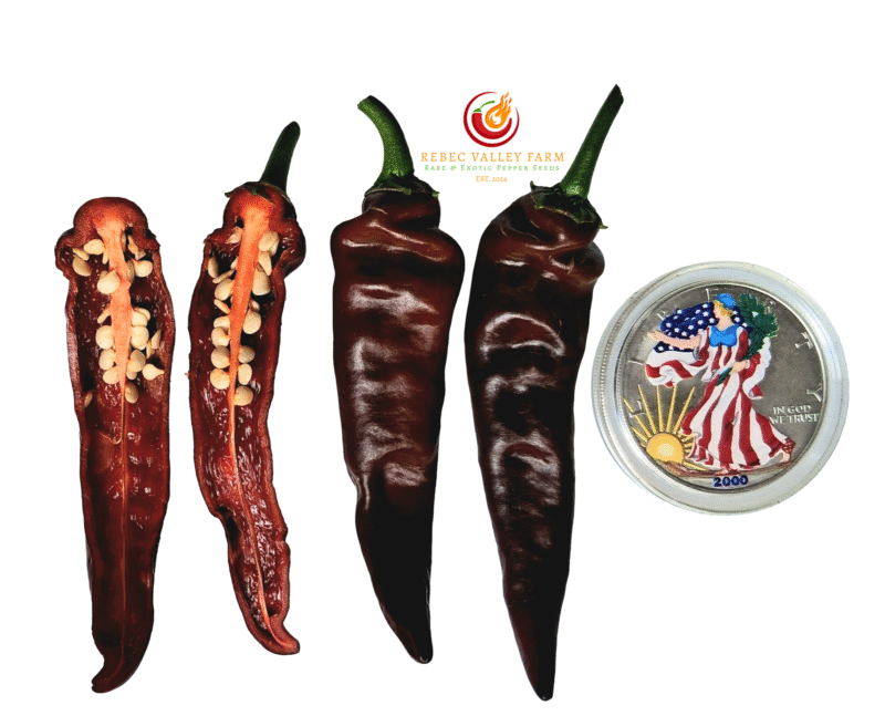 Brown Thai TQ
