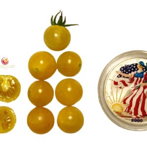 Coyote Cherry Tomato