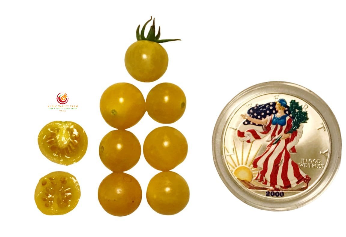 Coyote Cherry Tomato