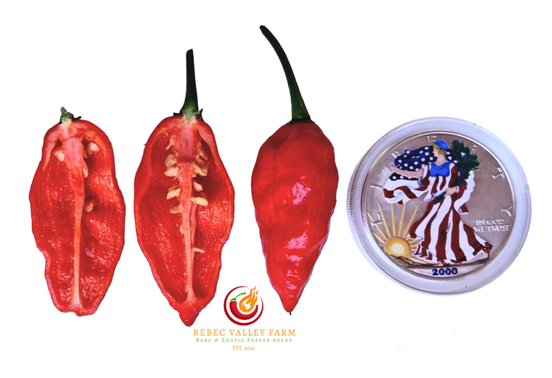 Dorset Naga Pepper