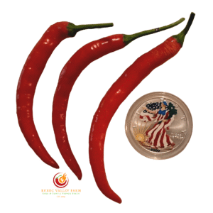 Farmers' Market Longhorn Pepper