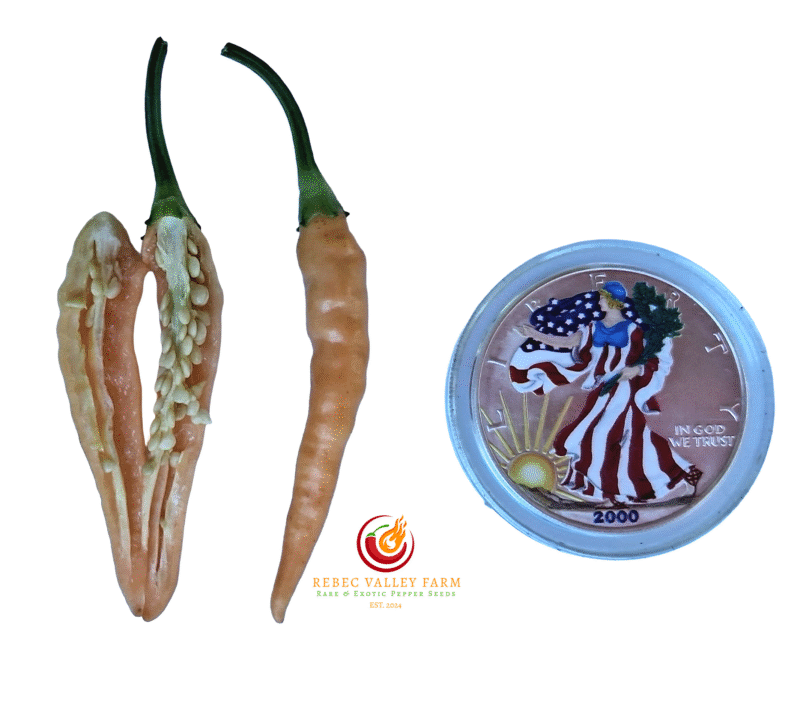 Fifi Peach Tabasco Pepper - Image 2
