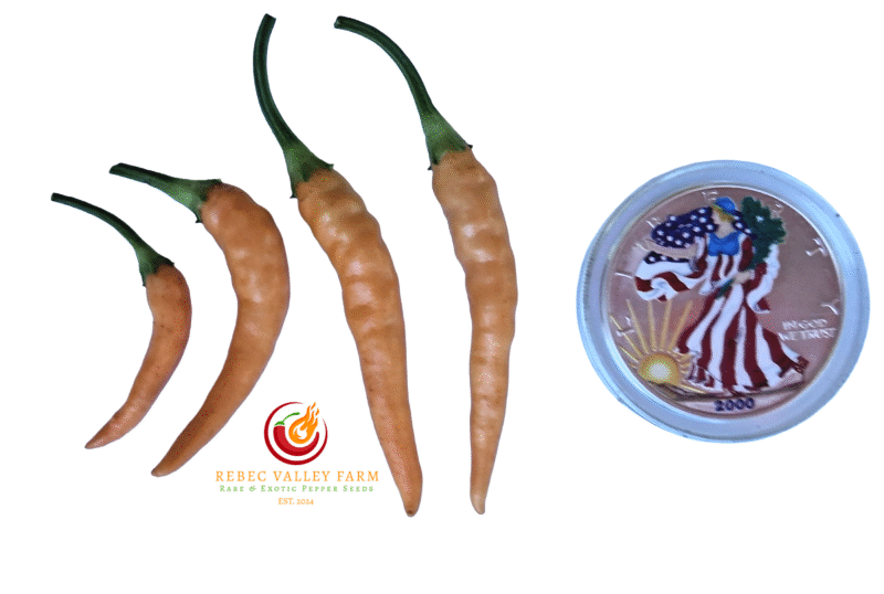 Fifi Peach Tabasco Pepper