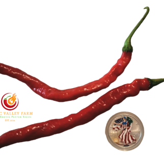 Hangjiao 2 Meteor Pepper