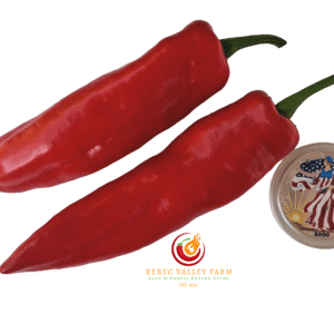 Hangjiao 9 Big Bang Pepper