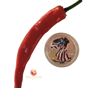 Hangjiao 7 Supernova Pepper