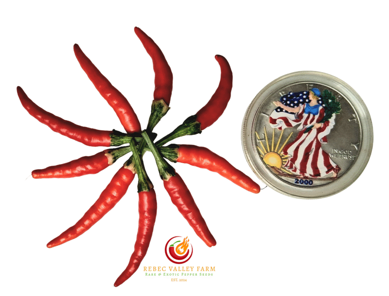 Intergalactic Red Pepper