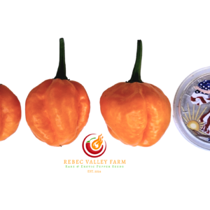Jamaican Orange Scotch Bonnet Pepper
