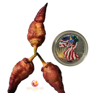 JPGS x BBG7 Dream Pepper