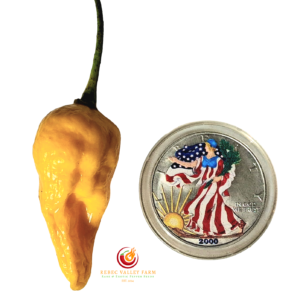 Lemon Ghostly Jalapeno Pepper