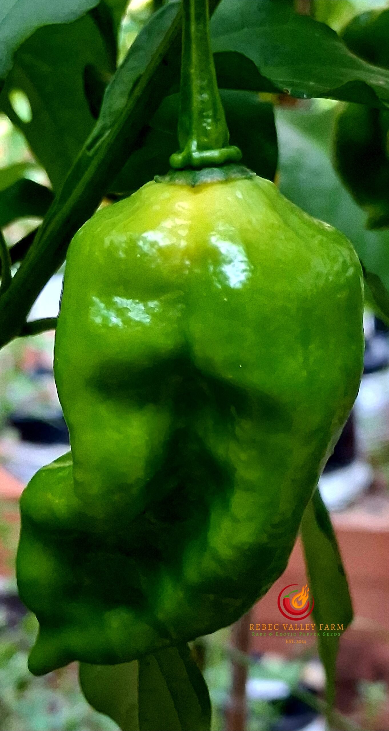 Lemon Habanero Pepper - Image 2