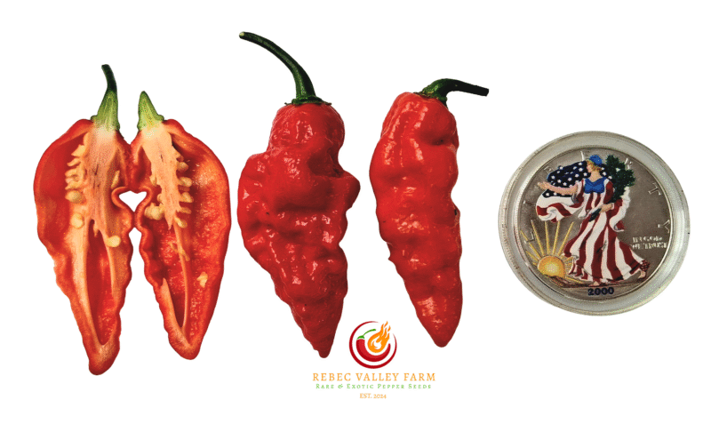 Naga Morich Pepper
