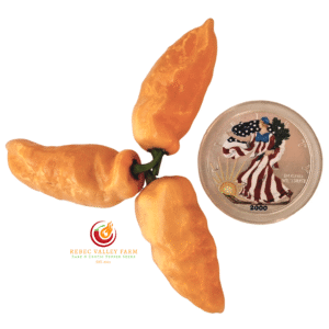 Peach Fatalii Pepper