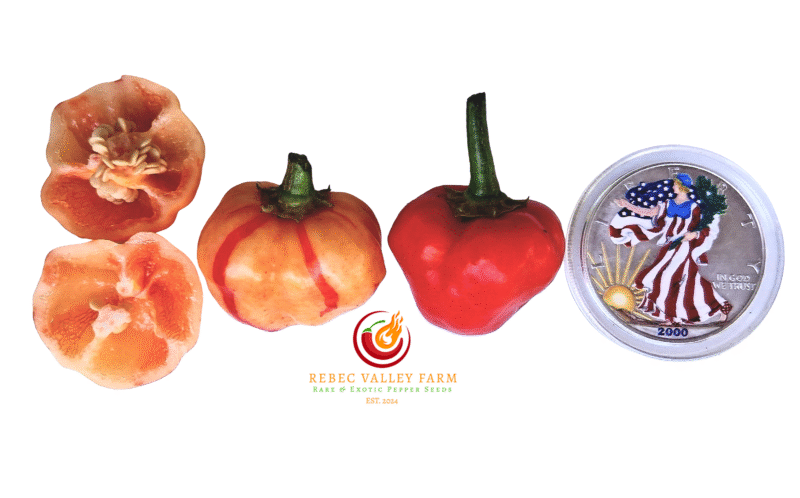 Peppapeach Stripey Pepper