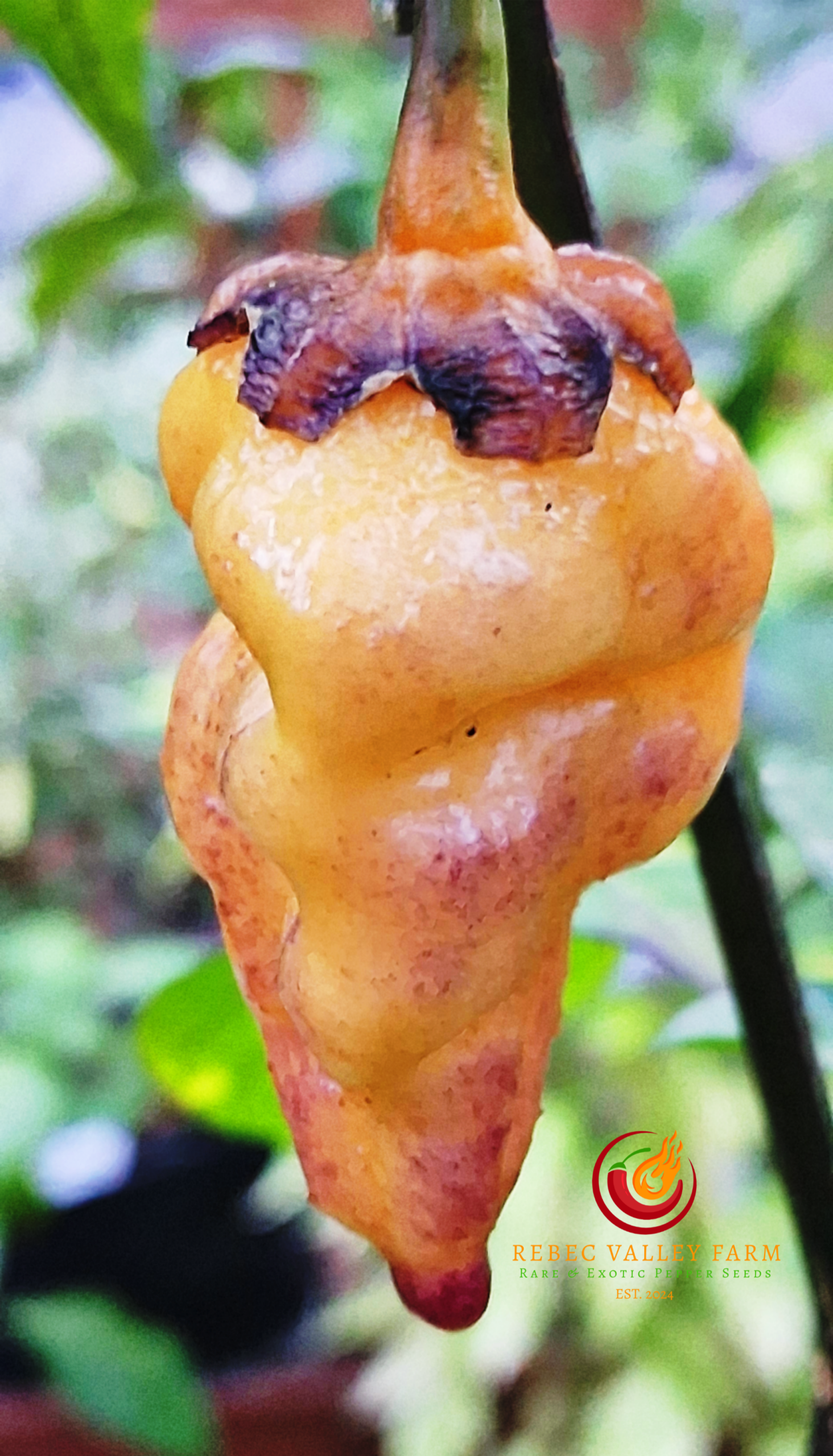 Peach Gum Tiger V1 Pepper - Image 5