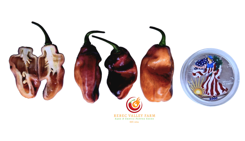 Pimenta Jolokia Fire Pepper
