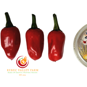 Purple Cacho White Leaf Pepper