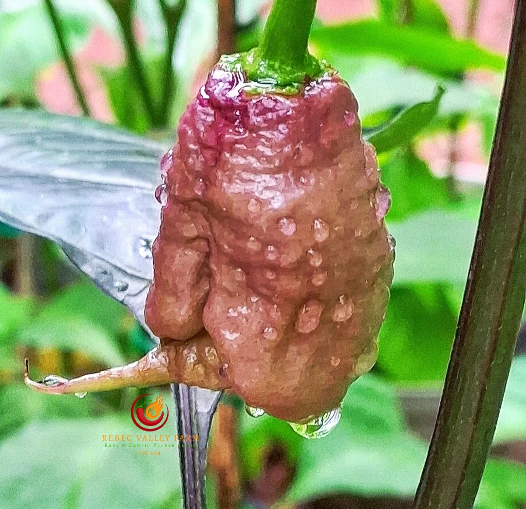 Gator Jigsaw Purple Pepper - Image 4