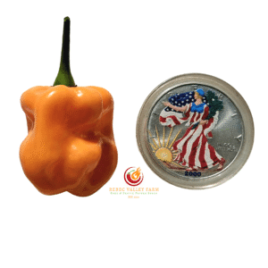 Roger's Giant Orange Habanero Pepper