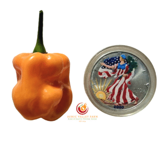 Roger's Giant Orange Habanero Pepper