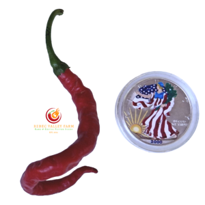 Spaghetti Chili Pepper