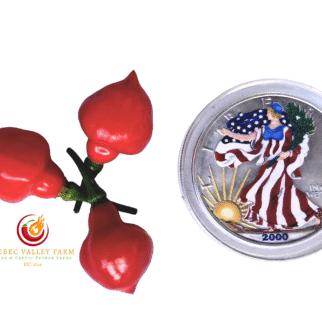 Spinning Top Pepper