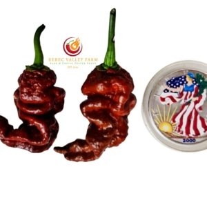 Tiberius Mauler Chocolate Pepper