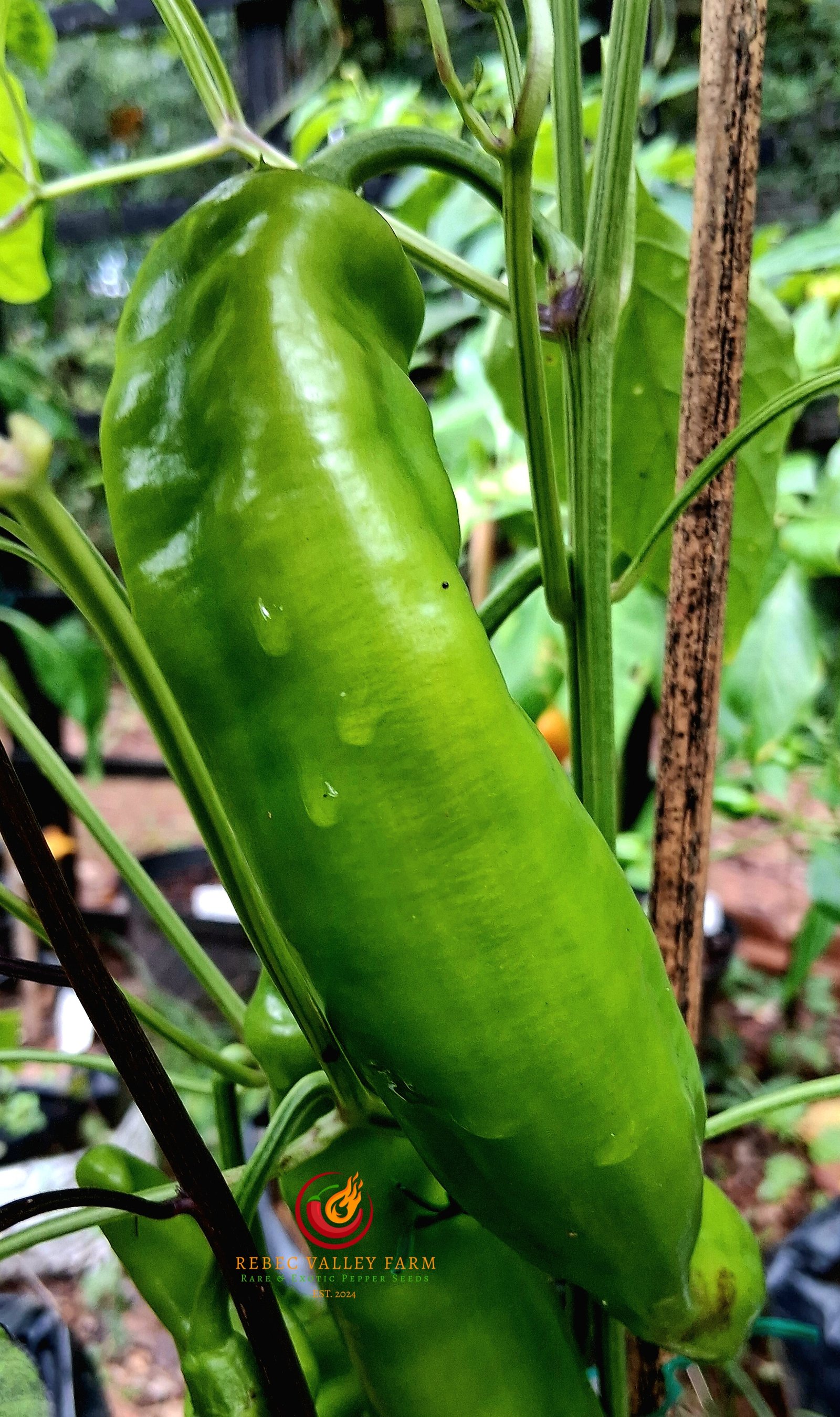 Jalapeno Chernobyl Pepper - Image 2