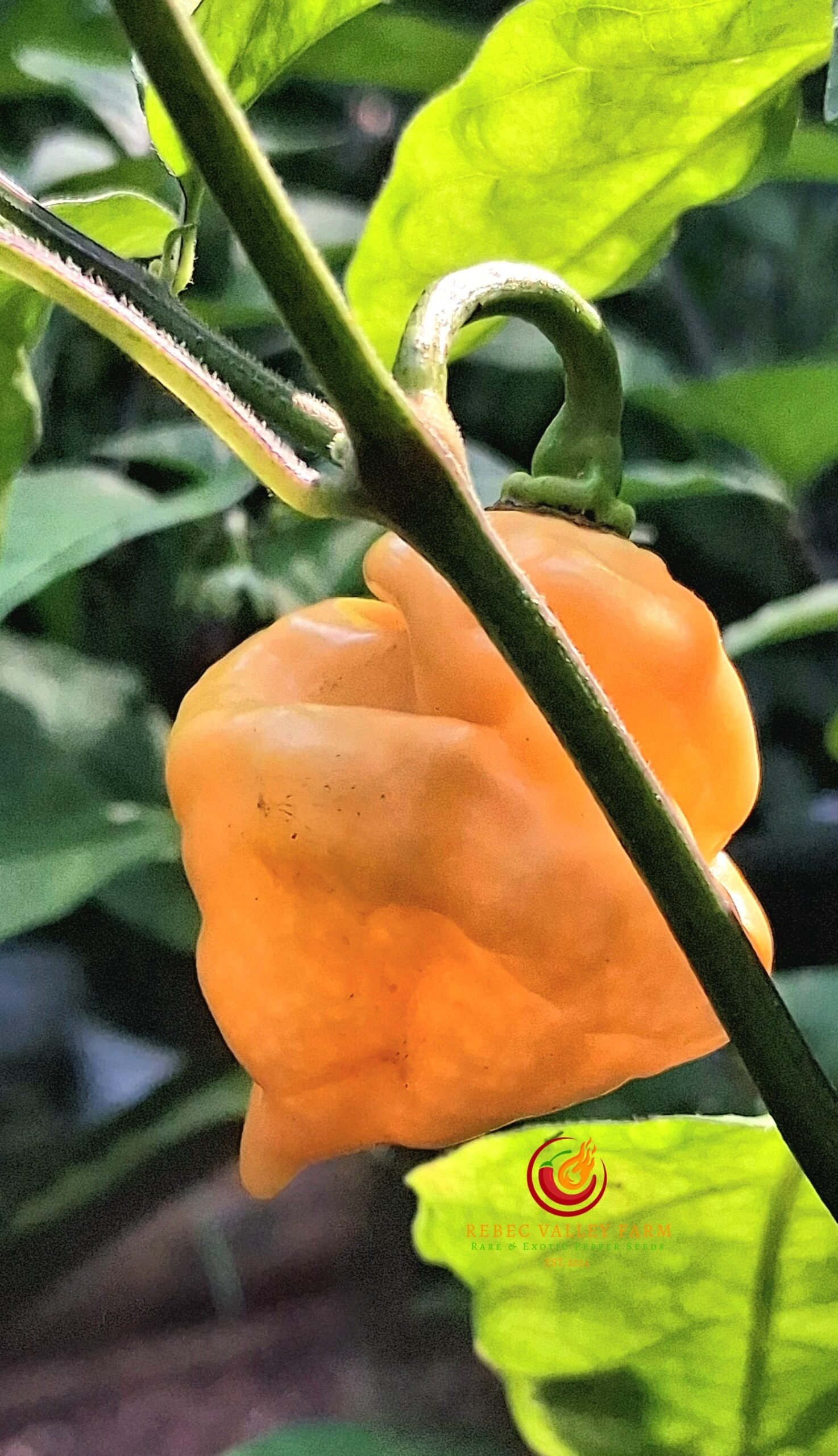 Peach Trinidad Scorpion Pepper - Image 3