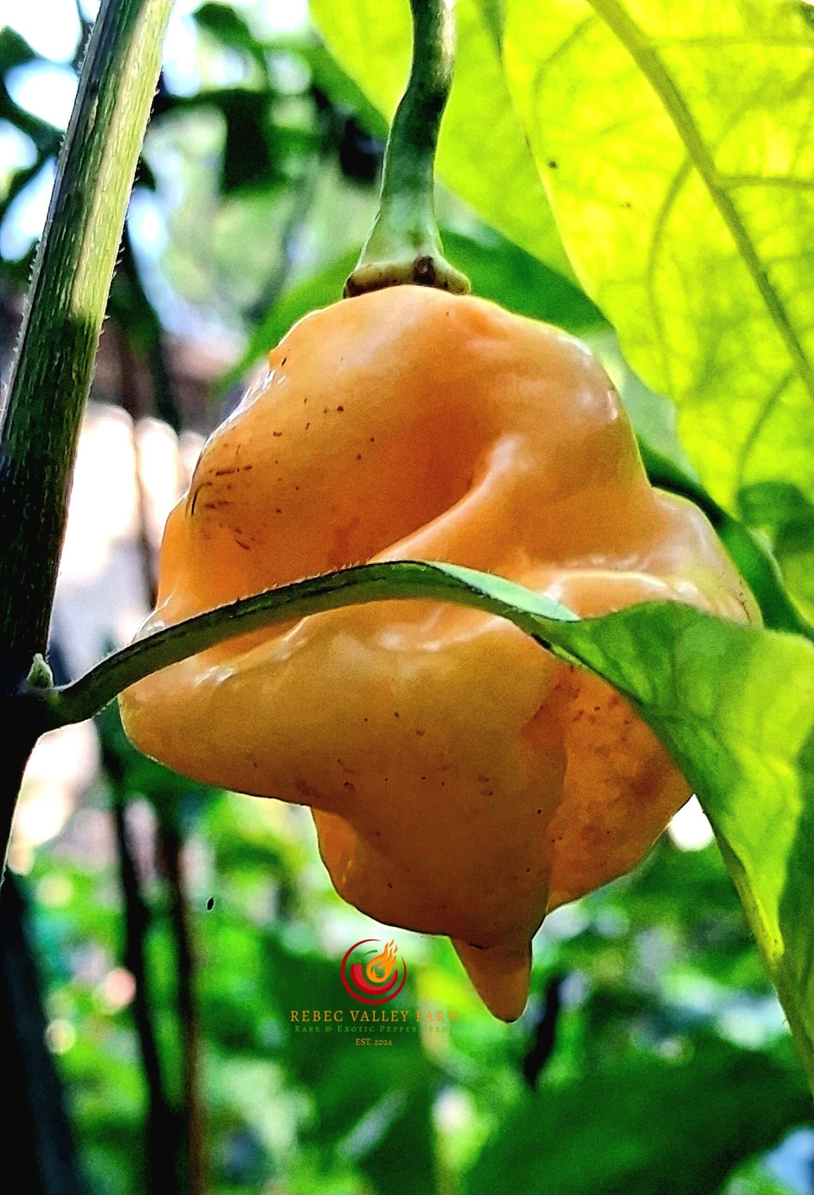 Peach Trinidad Scorpion Pepper - Image 2