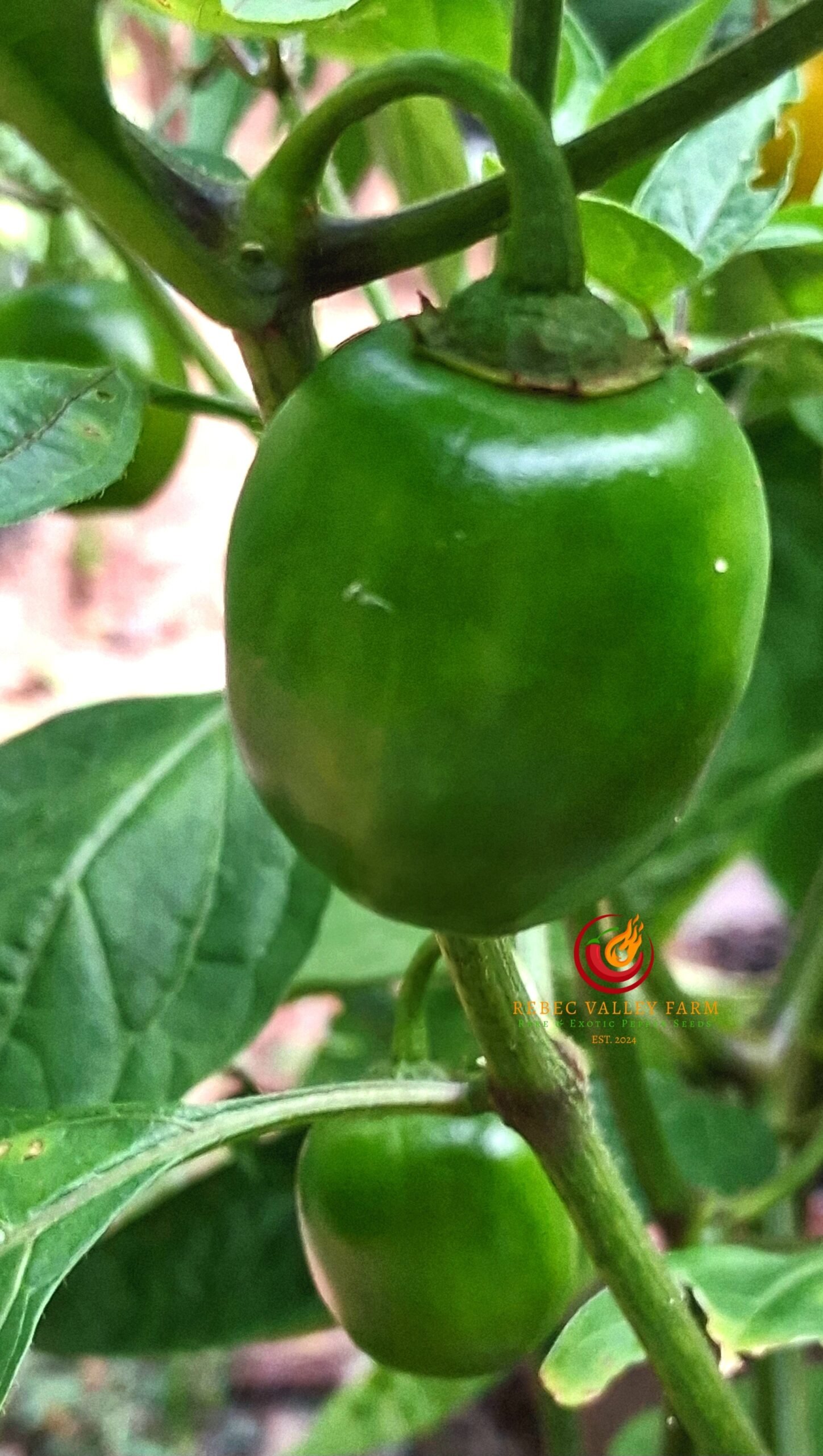 Honey Badger Rocoto Pepper - Image 3