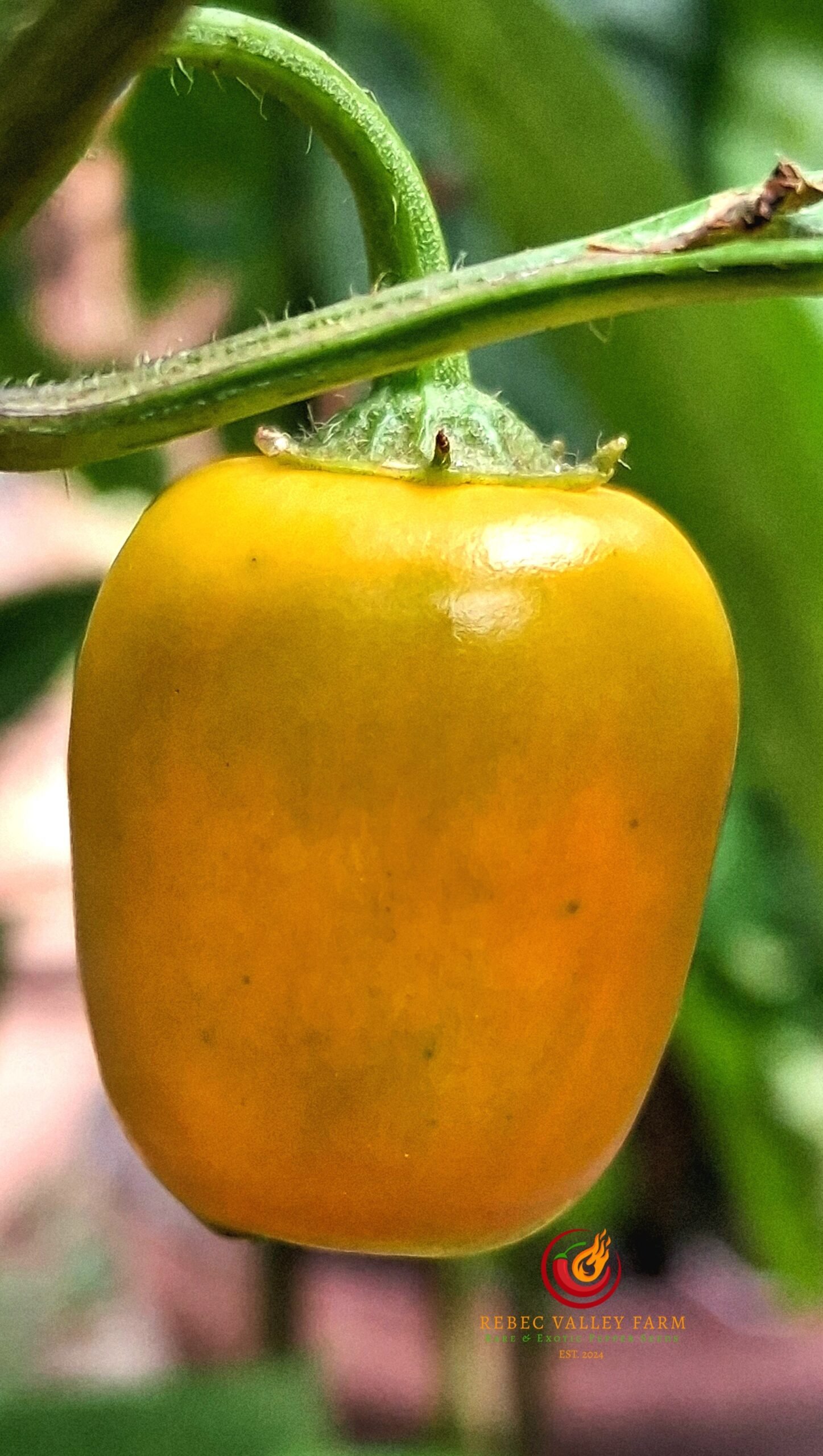 Honey Badger Rocoto Pepper - Image 4