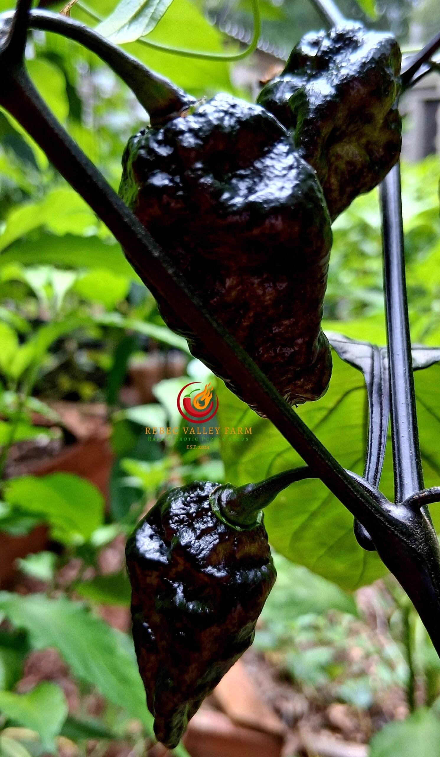 Naga Tiger DD x CBPC Peach F4 Pepper - Image 4