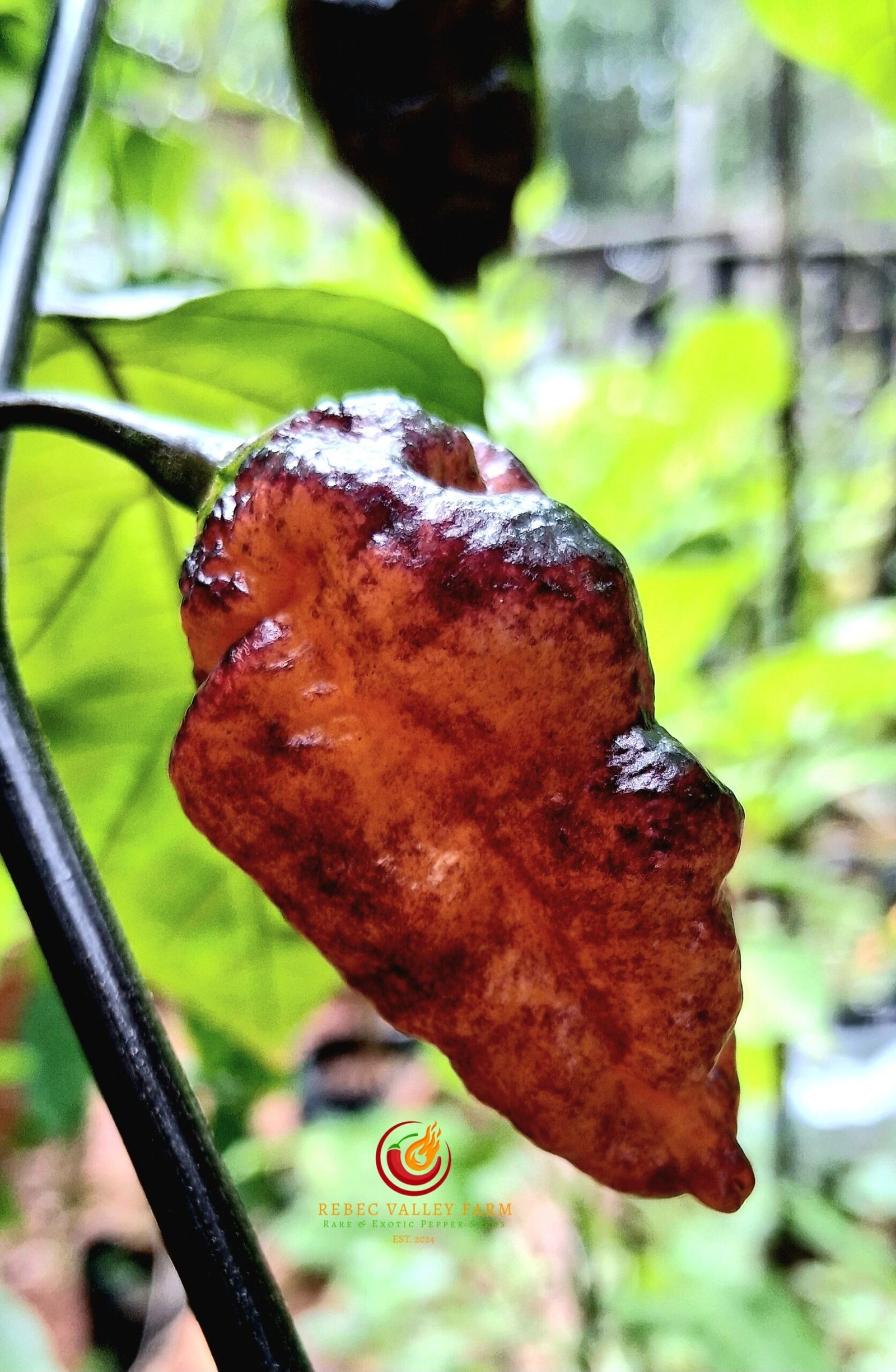 Naga Tiger DD x CBPC Peach F4 Pepper - Image 3