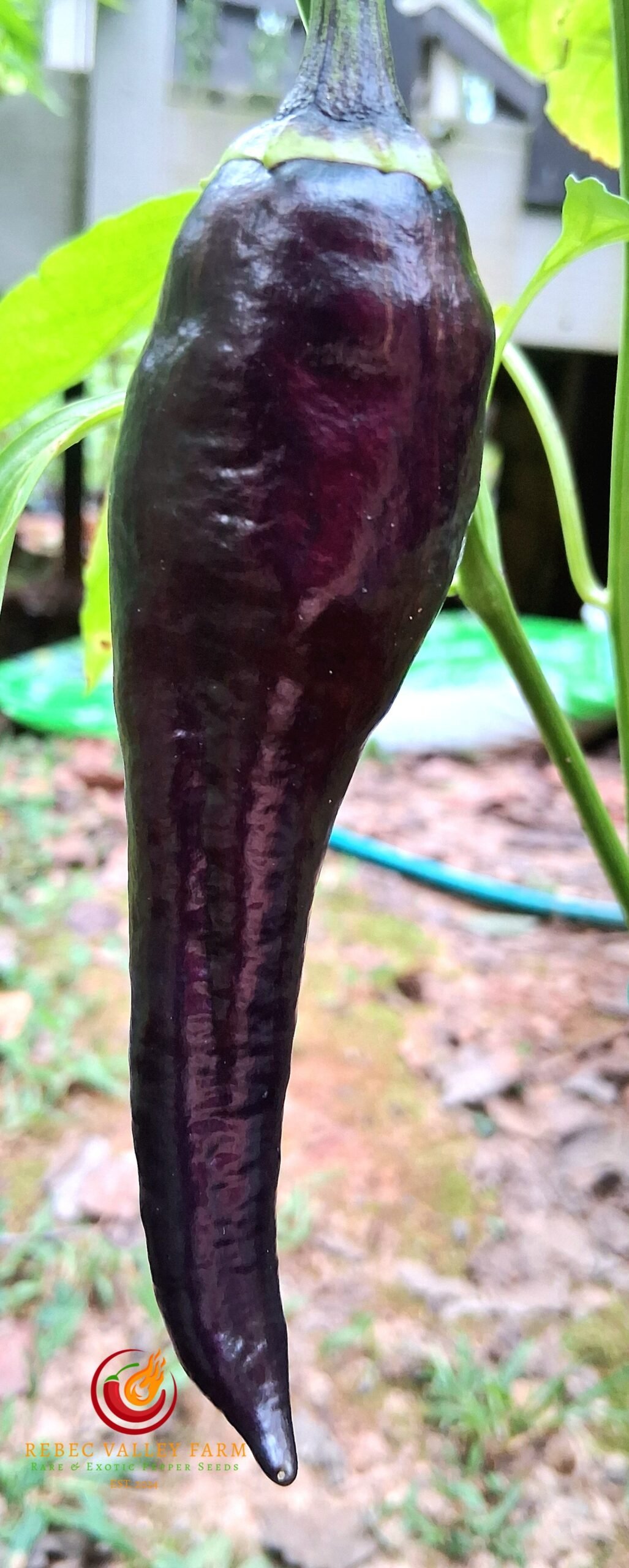 Purple Marconi Pepper - Image 4