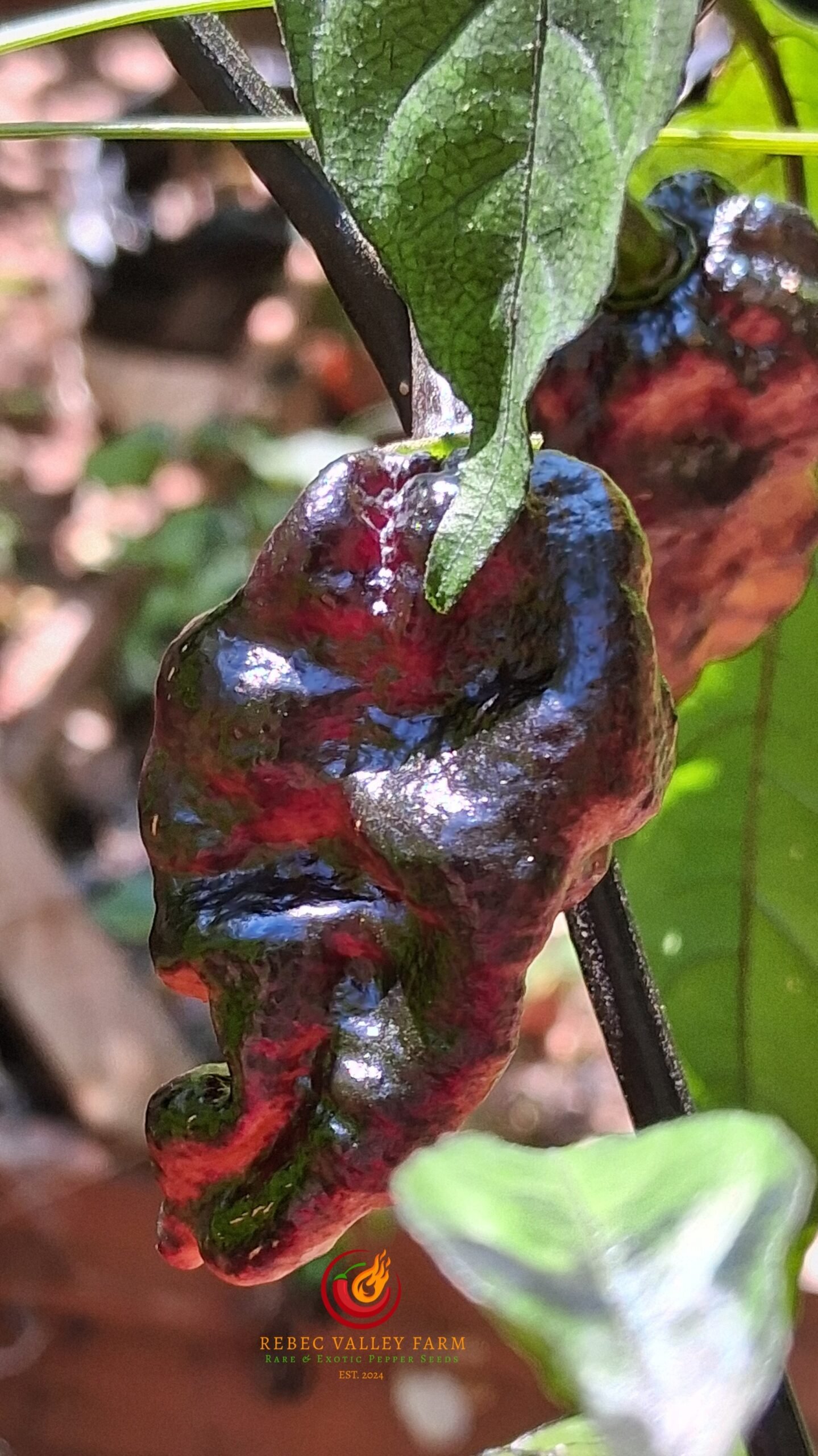 Naga Tiger DD x CBPC Peach F4 Pepper - Image 5