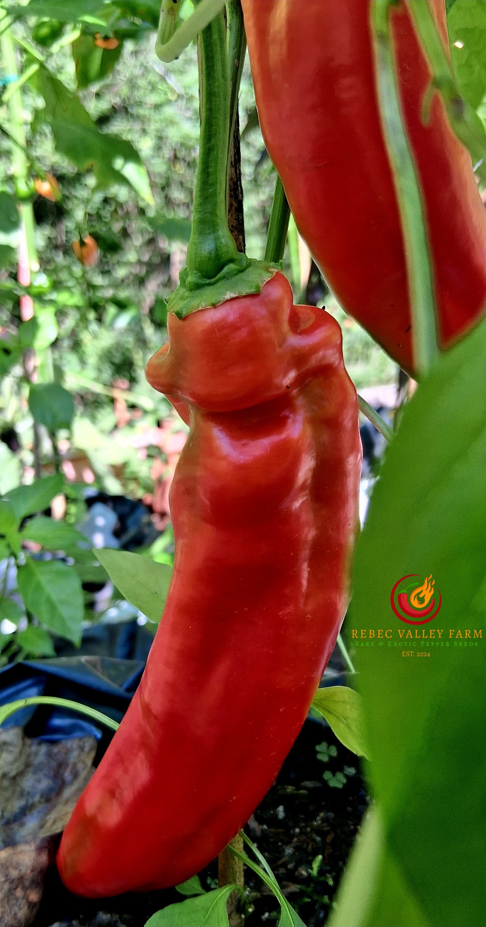 Jalapeno Chernobyl Pepper - Image 3
