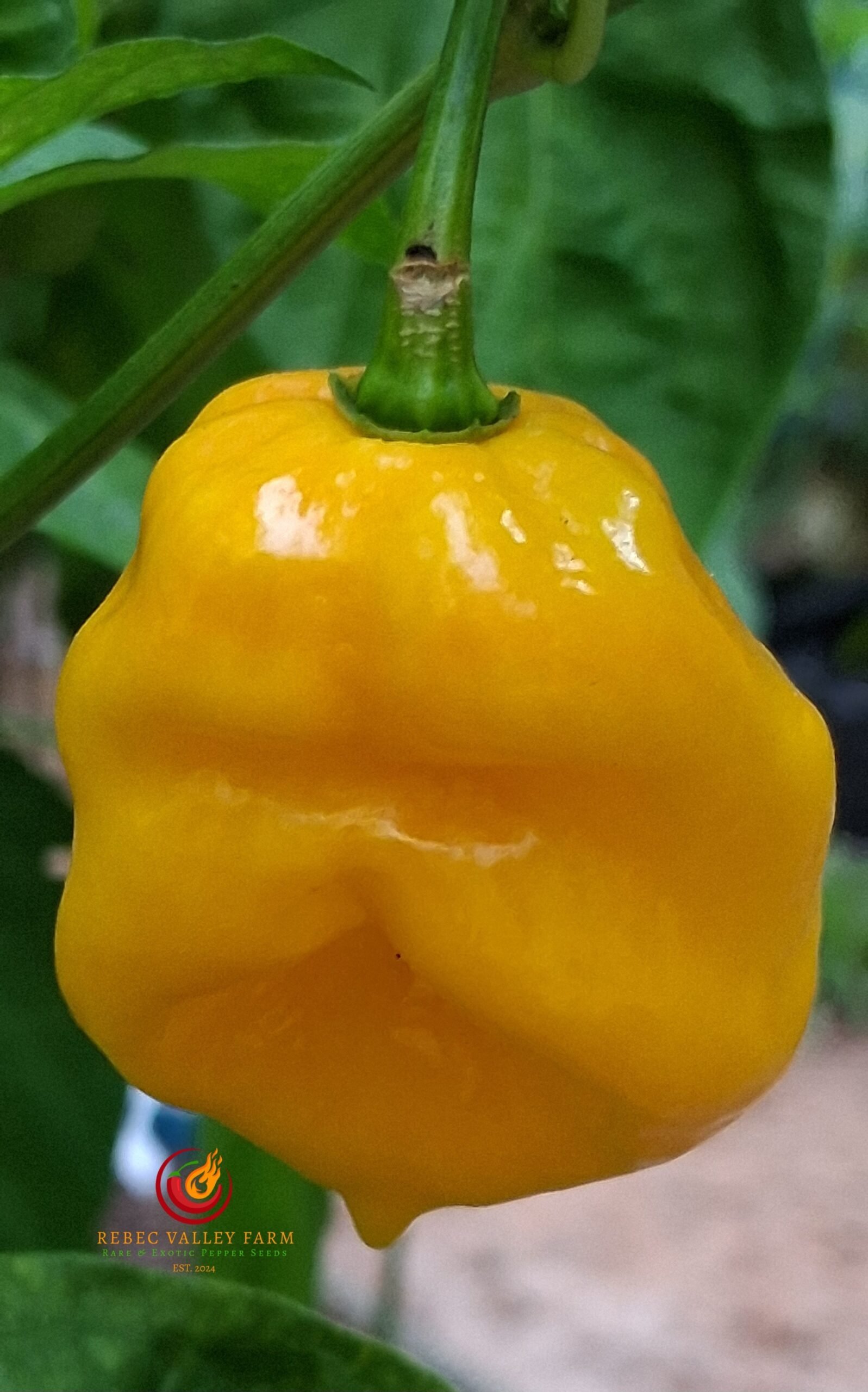 Yellow Caribbean Habanero Pepper - Image 3