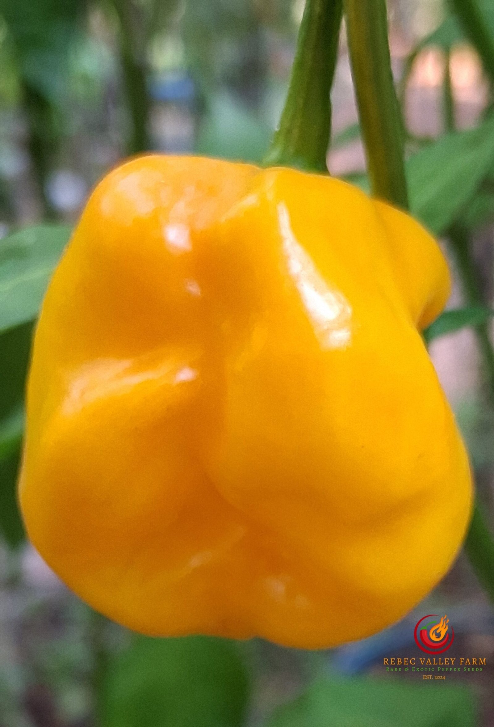 Yellow Caribbean Habanero Pepper - Image 2