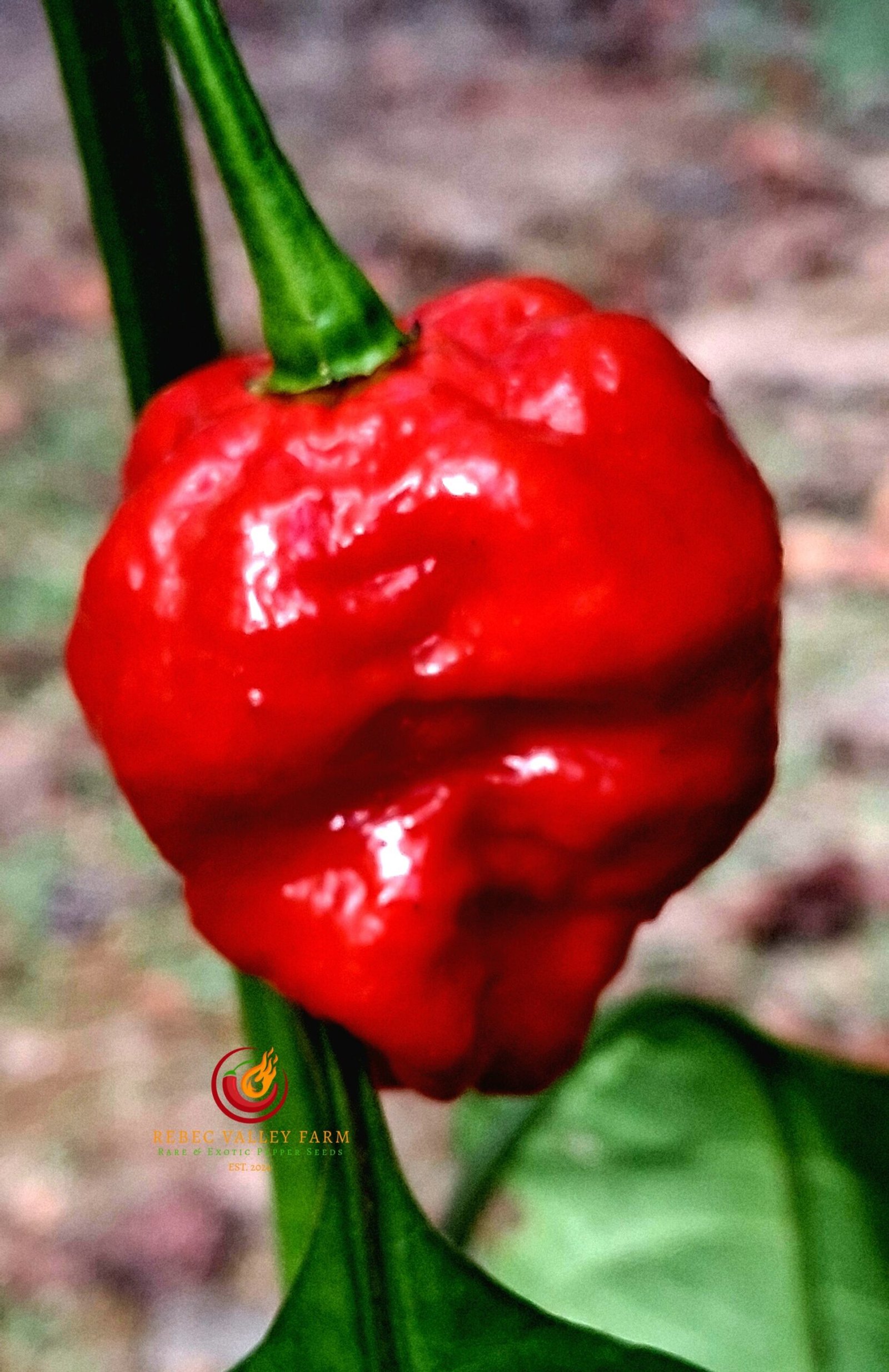 KS Crimson Starr Pepper - Image 2