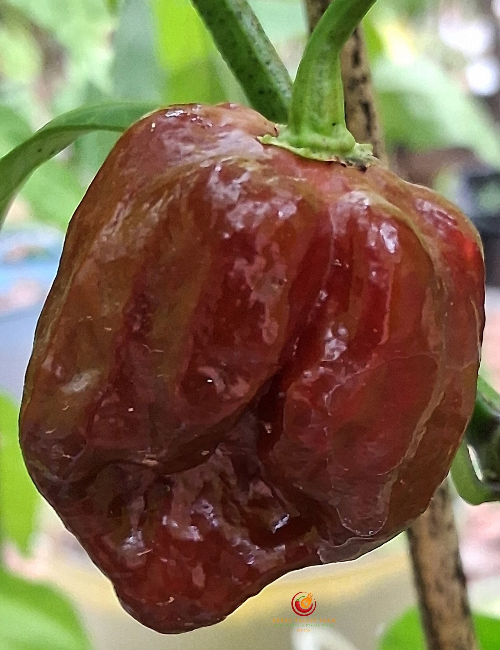 Trinidad Chocolate Scorpion Pepper - Image 3