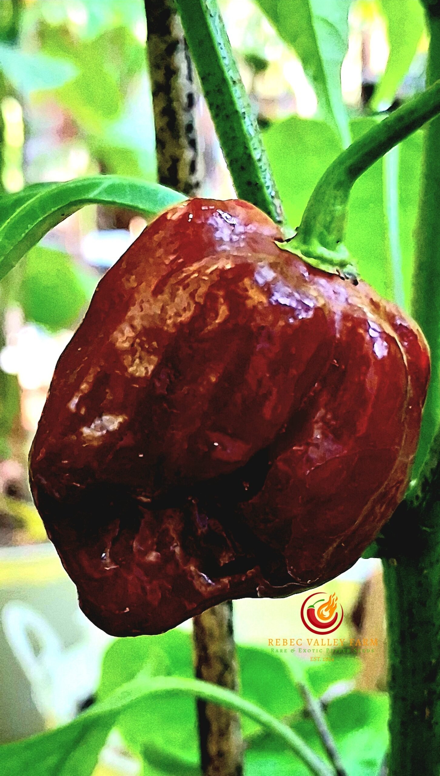 Trinidad Chocolate Scorpion Pepper - Image 2