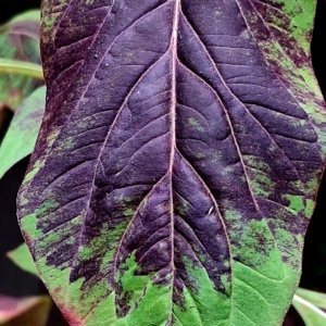 Chinese Multi-color Amaranth