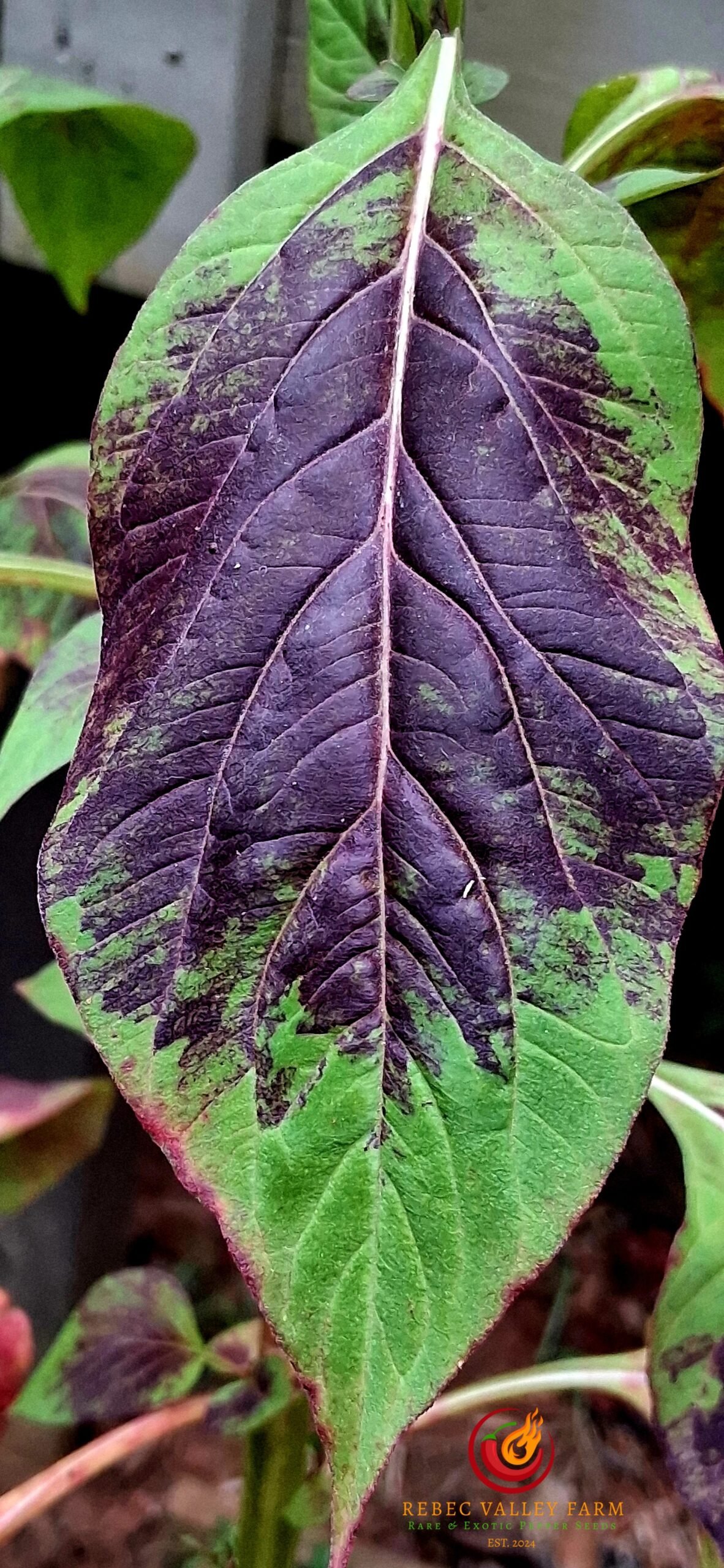 Chinese Multi-color Amaranth