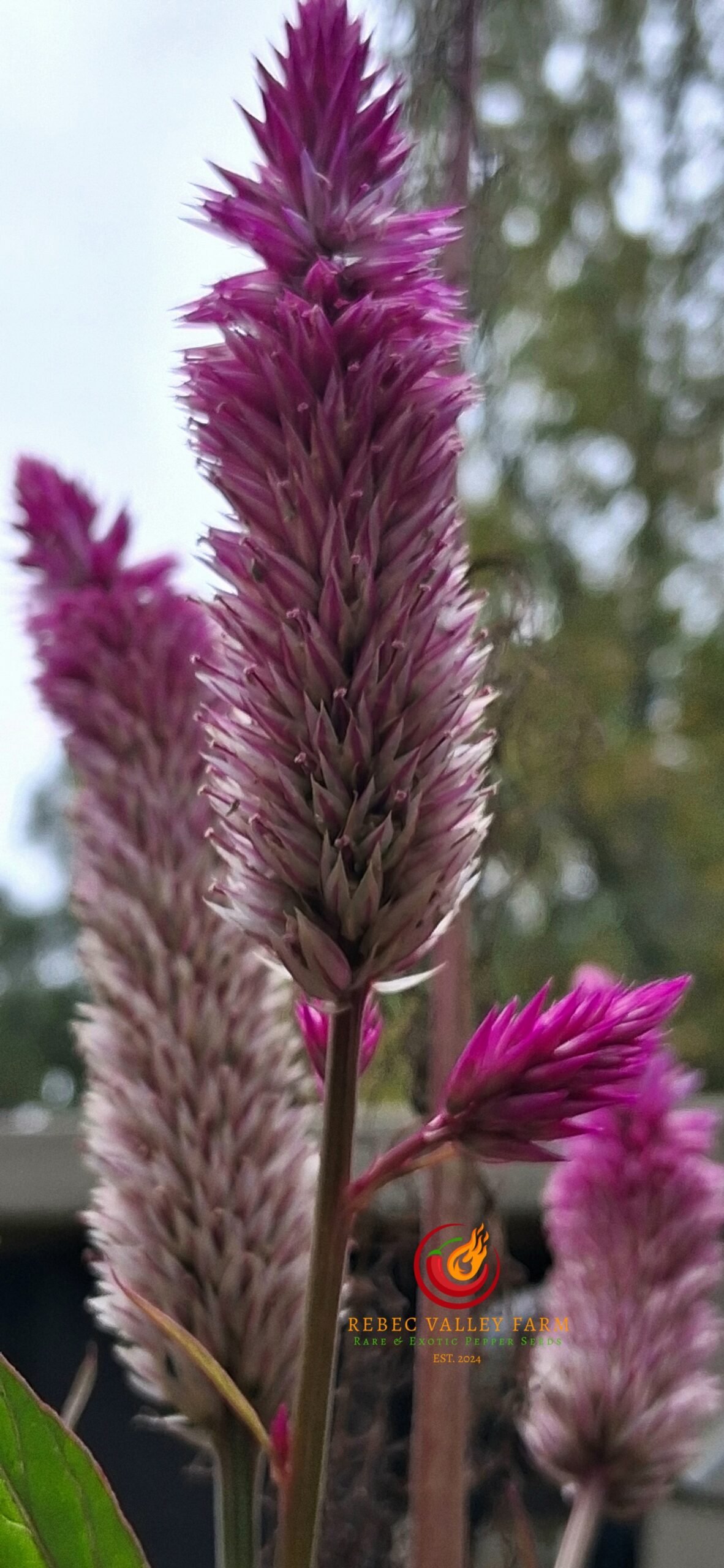 Chinese Multi-color Amaranth - Image 2