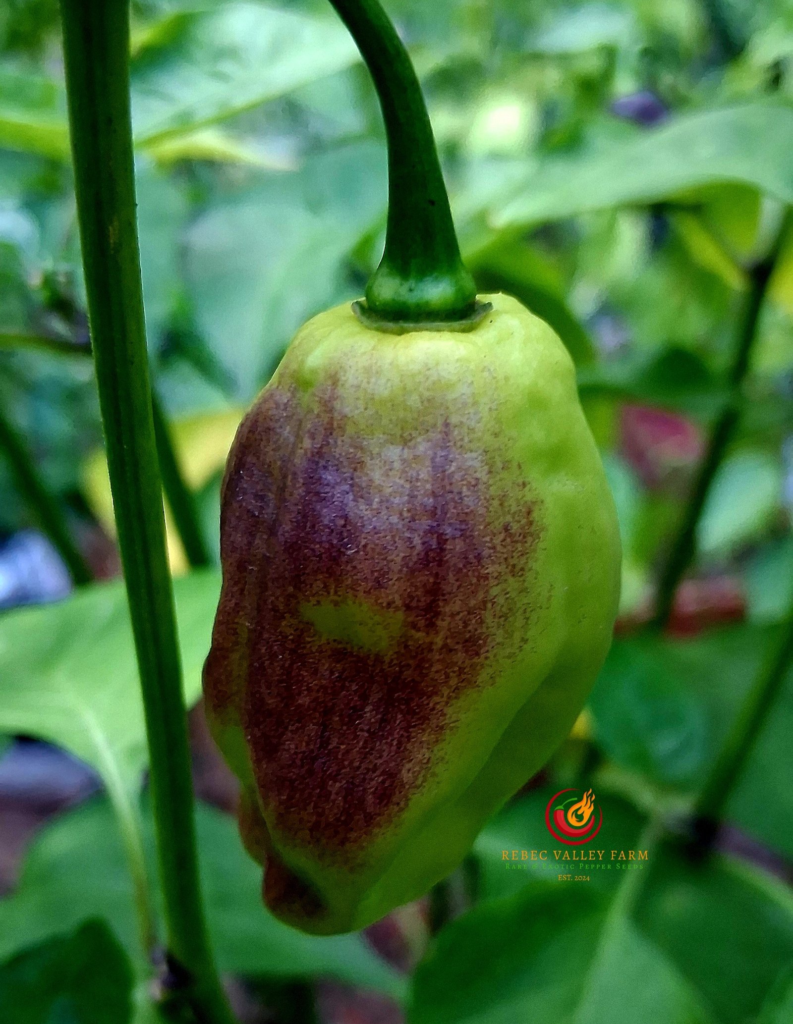 School Bus Karen Pepper - Image 4