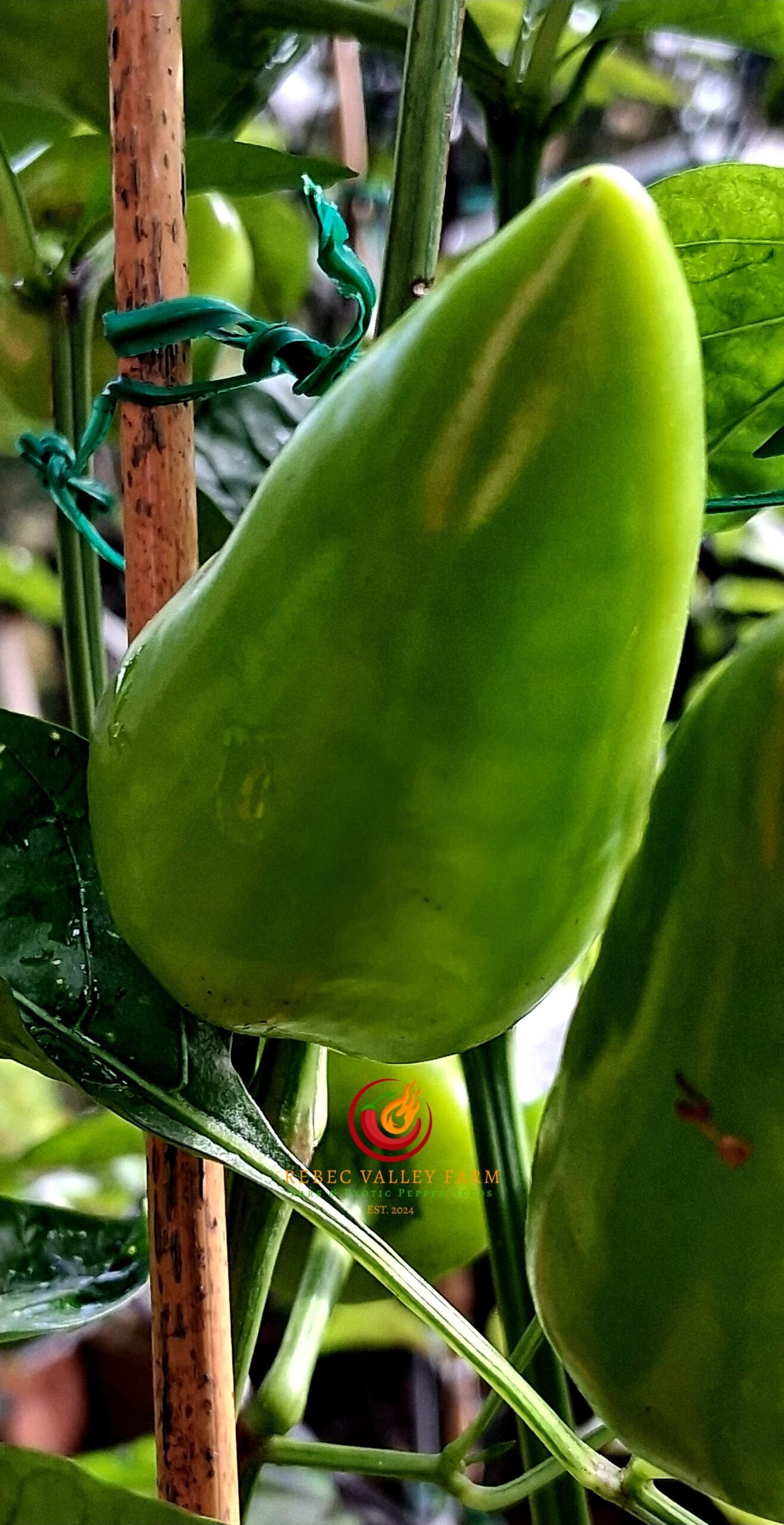 Yellow Fresno Pepper - Image 4